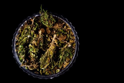 Cannabis